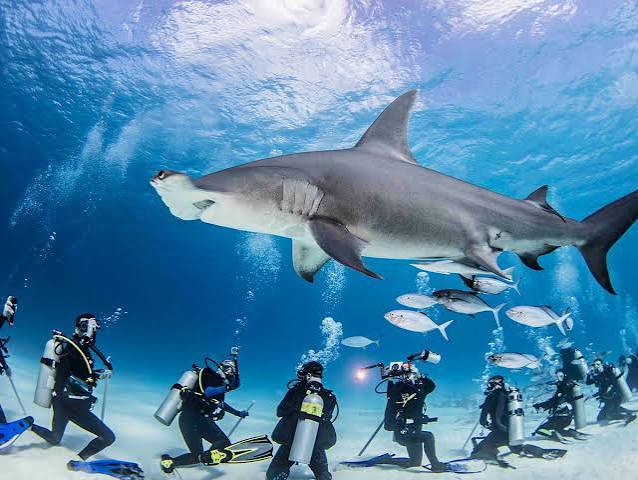Great hammerhead shark above a group of divers