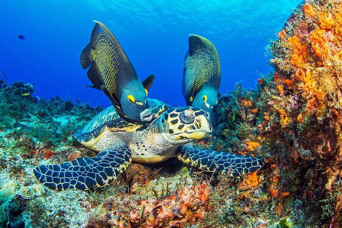 Hawksbill turtle and angelfish on a Cozumel reef