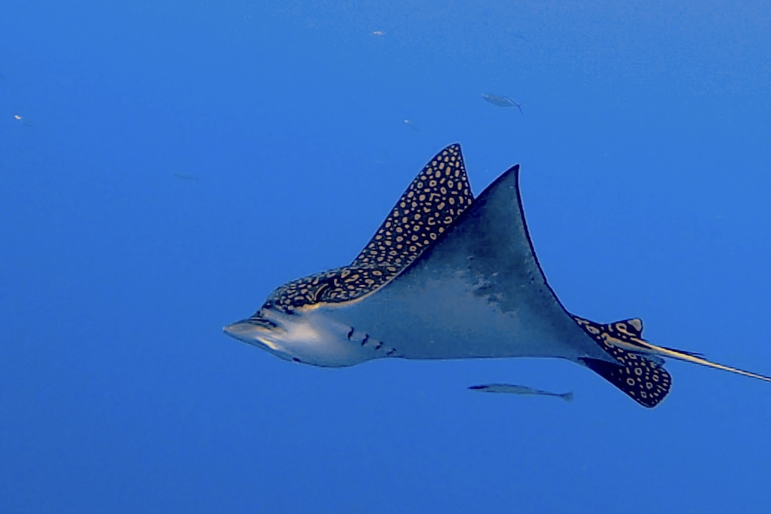 Spotted eagle ray gliding through blue open water